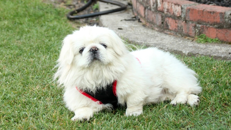 Pekingese and Pekingese are Japanese hybrids