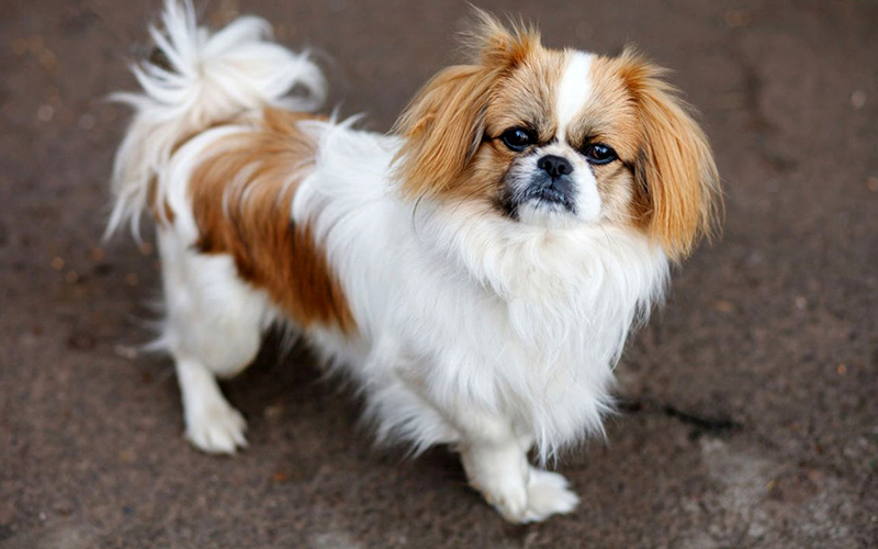 Pekingese mixed with Japanese, the coat will often be mixed with 2 colors