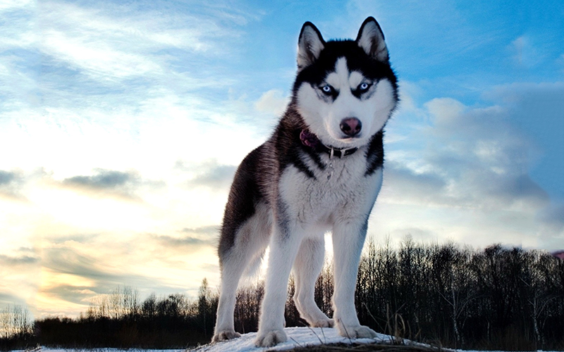 Husky dog