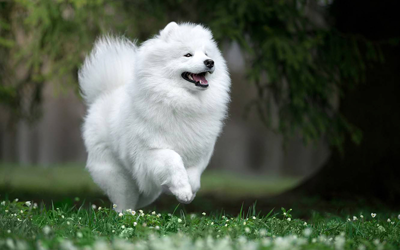 Samoyed Dog