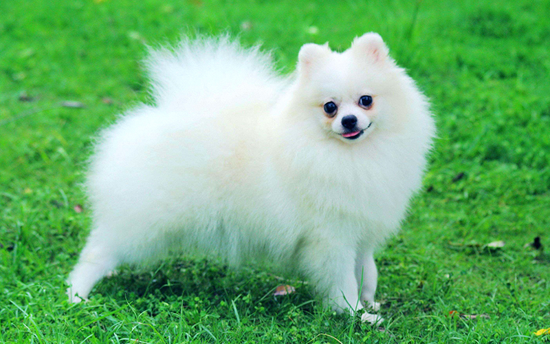 Pomeranian dog