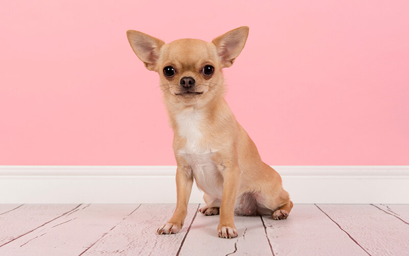 Chihuahuas dog