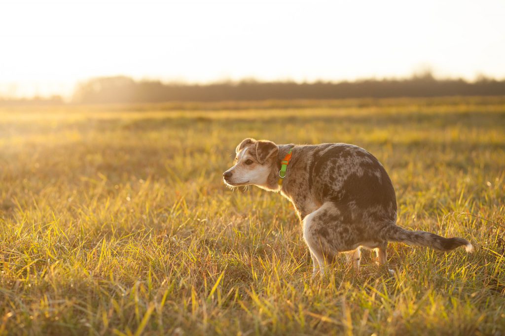 how-many-days-will-a-dog-not-be-able-to-defecate-become-dangerous