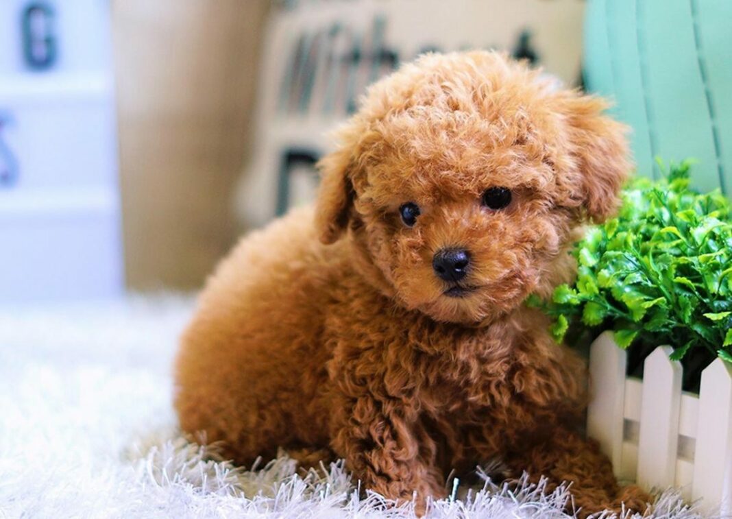 what-is-a-poodle-how-many-types-are-there-how-to-take-care-poodle