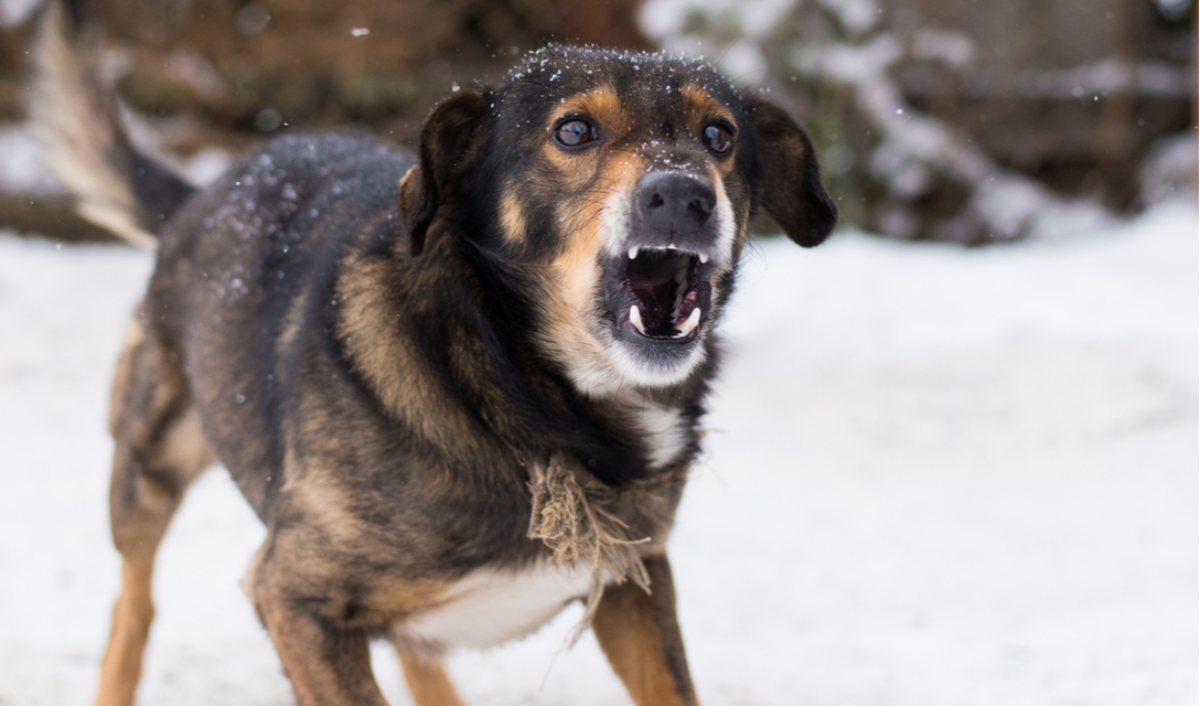 Rabies In Dogs And What You Need To Know
