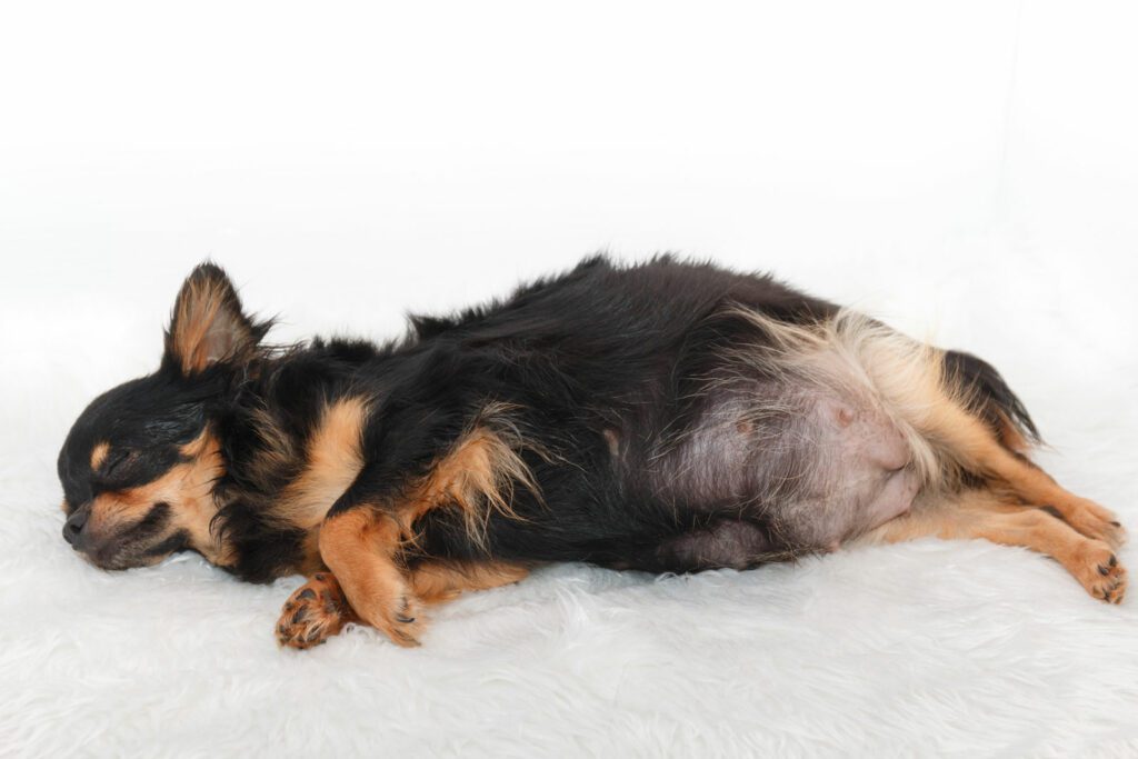What is the Standard Menu for Pregnant Dogs?