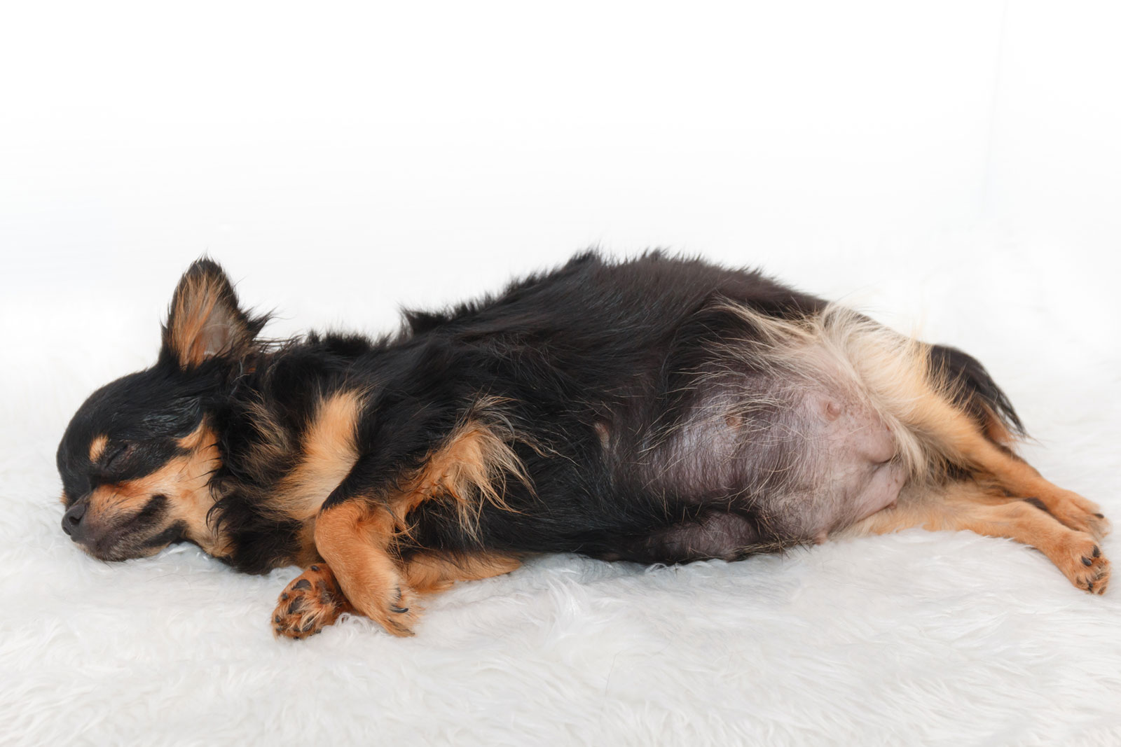 What is the Standard Menu for Pregnant Dogs?