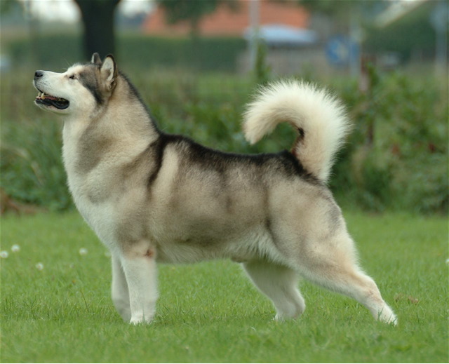 The Alaskan Malamute is a descendant of a wild arctic wolf