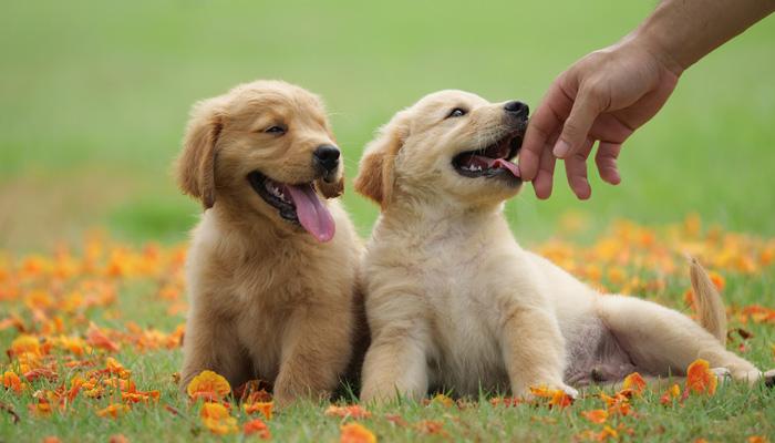 In order for Golden puppies to grow healthy, you need to pay attention to providing them with a rich source of nutrients. In which, give priority to meat, fish, and milk in your dog's daily diet.  7.1 Types of meat  Meats are high in protein. In addition, there are minerals and fats. What role do they play in helping dogs to develop comprehensively the muscles and joints? So, if possible, add meat to your dog's diet every day. However, you should not give your dog too much fatty meat, but lean meat is better instead.  7.2 Fish  Fish is rich in vitamins, fats, and proteins. And especially the omega 3 content is very good for the dog's eyes. At the same time, when eating fish regularly, the dog's coat is much smoother.  7.3. Milk  Just like humans, Golden loves to drink milk. Milk contains many nutrients that are very good for the overall development of dogs. When your puppy is between 2 and 4 months old, give him milk every day.  7.4 Vegetables  Besides meat, fish and milk, indispensable in Golden's daily meals are vegetables. This is an abundant and safe source of dietary fiber and vitamins. Moreover, vitamins and fiber are essential for the digestive system of every dog.  8. How to raise Golden Dog  Raising Golden, in addition to feeding the dog full of nutrients, you need to take care of the dog's coat very carefully. At the same time, train Golden puppies from a young age.   8.1. Hair care for Golden  The Golden Dog has a very long and thick coat. If you want your dog's coat to always be smooth, you need to pay attention to coat care. Golden is inherently very mischievous, so dogs often make their costumes contaminated with dirt and bacteria. If you don't pay attention, the dog's hair will be sticky.  Every day, use a specialized comb to brush the dog's coat. You should bathe your dog 1 to 2 times a week. It is not necessary to shower with water, but you can use dry bath powder. If you take a shower, then after the bath, dry the dog's coat.