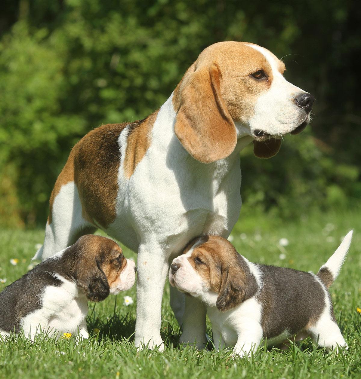Beagle is a pretty easy dog ​​breed