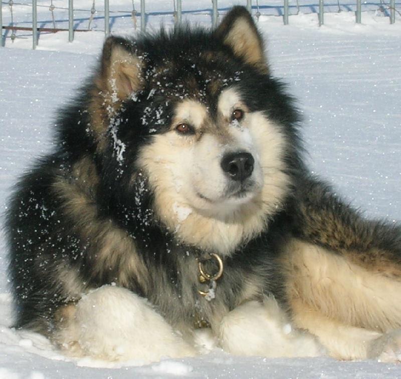 The coat of the Alaskan Malamute is composed of 2 layers