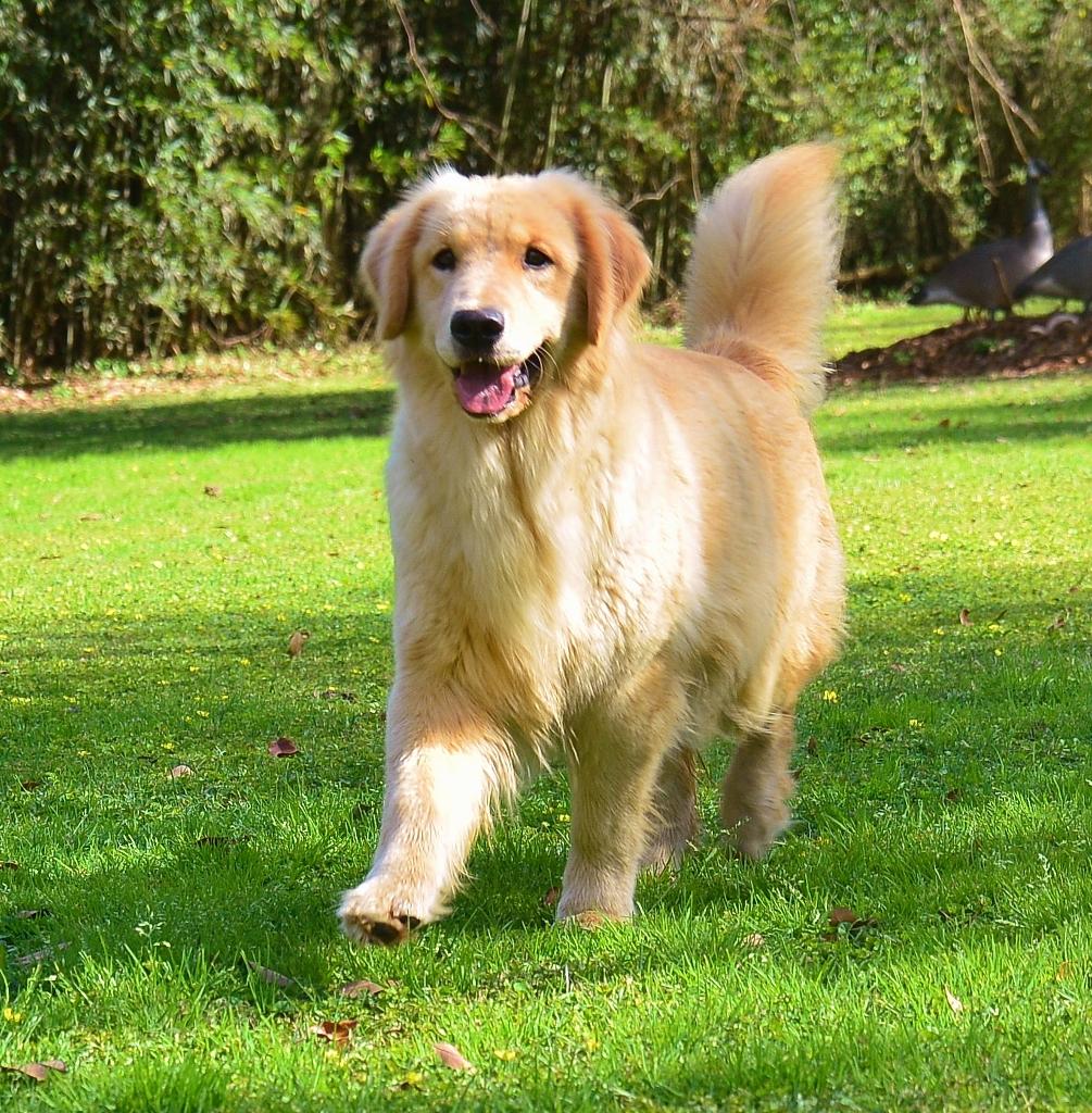 Golden dog's coat is very long and soft