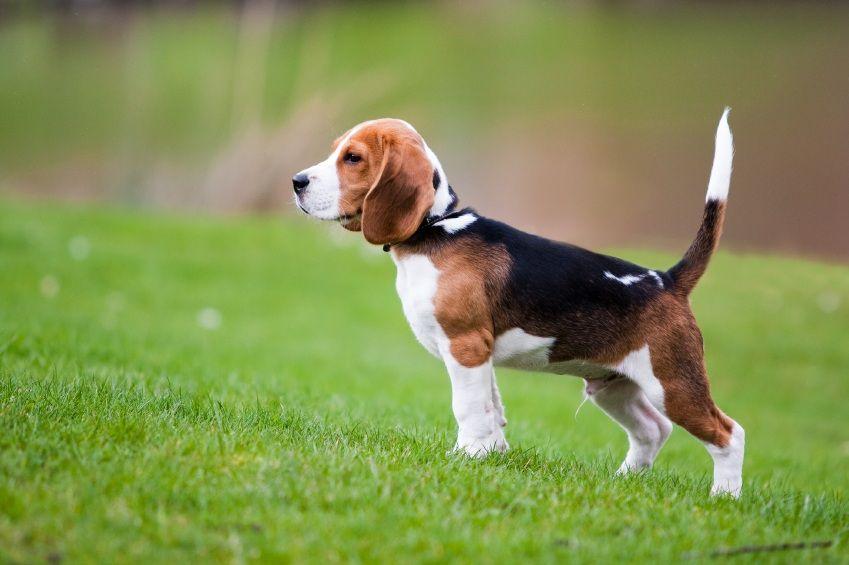 Beagle dogs are very active, curious, and love to explore