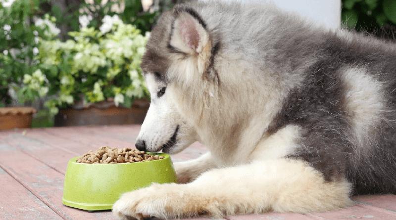 Alaska puppies are quite voracious