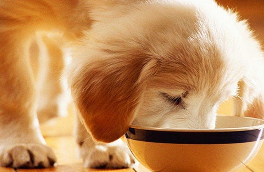 Need to feed Golden enough food containing many nutrients