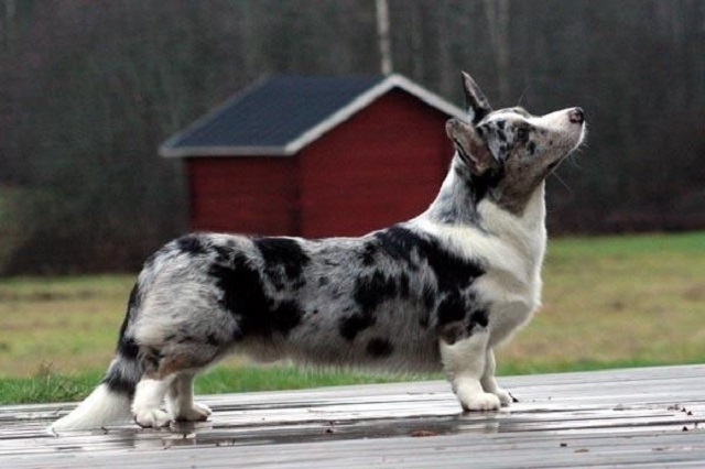 The Cardigan Welsh Corgi is an ancient breed of dog from the Cardiganshire region