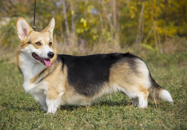 Cardigan Welsh Corgi in black and white with yellow and white fur