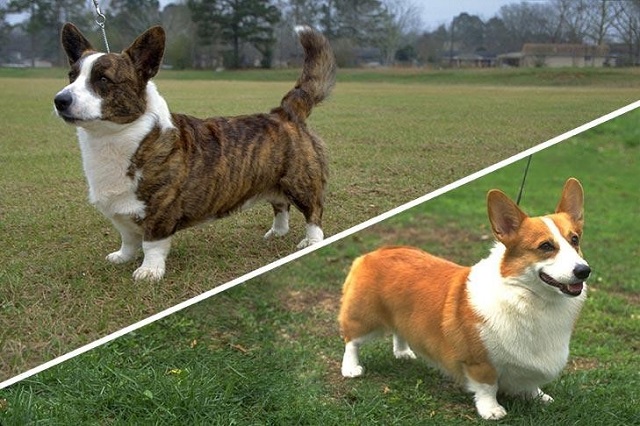 Cardigan Welsh Corgi and Pembroke Welsh Corgi