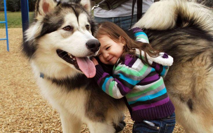 Alaska dog is a great friend of children