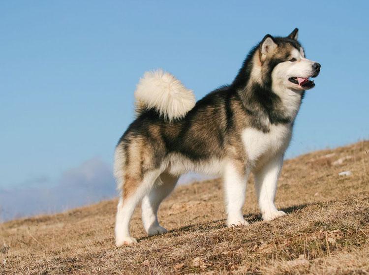 The Alaskan Malamute has a very well-proportioned body