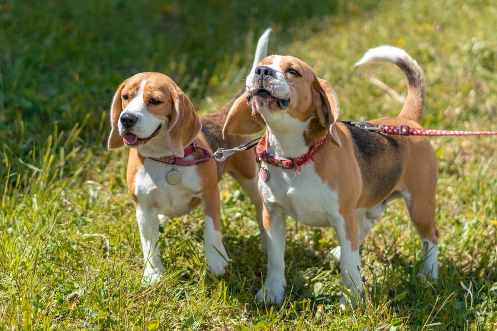 The Beagle is likely a descendant of the ancient hound breed in Greece more than 2,000 years ago