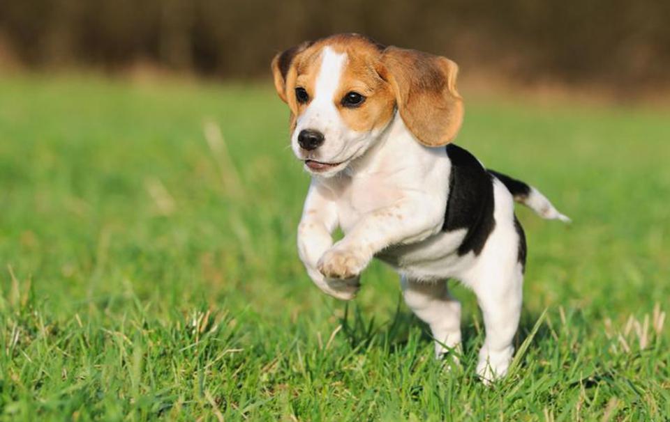 Beagle dog has a rather small body size
