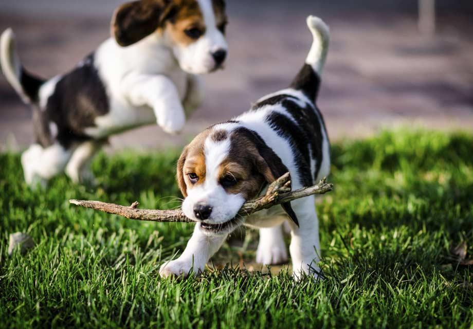 Beagle dog is very mischievous