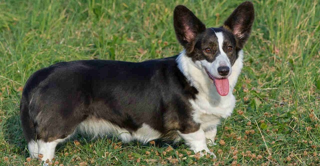 The Corgi is a herding dog that originated in Wales