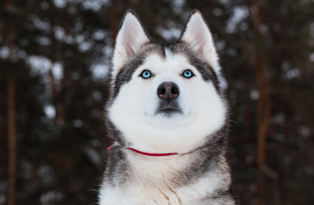 Husky dogs are very active and naughty