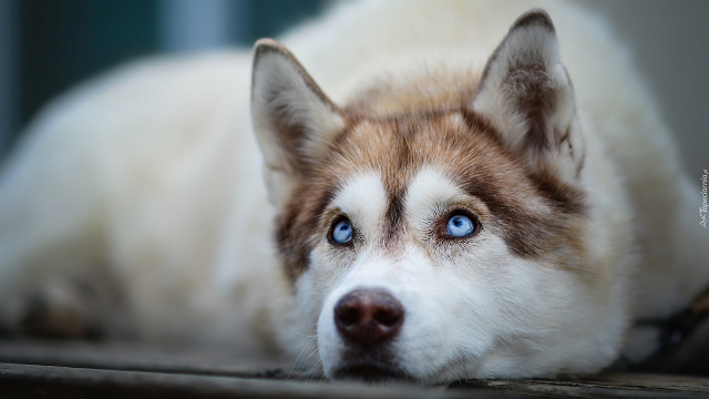 Husky dogs are very loyal and intelligent