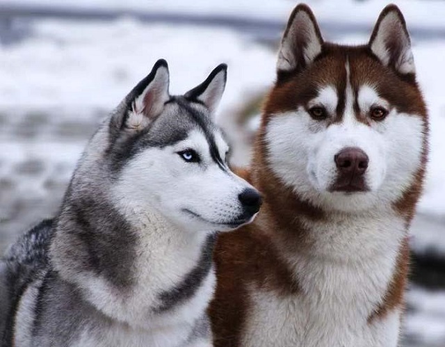 Husky dog ​​owns a coat consisting of 2 relatively thick layers