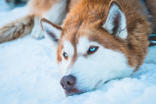 Husky has blue eyes