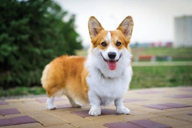 Corgi ranks 11th in the list of the most intelligent dog breeds in the world