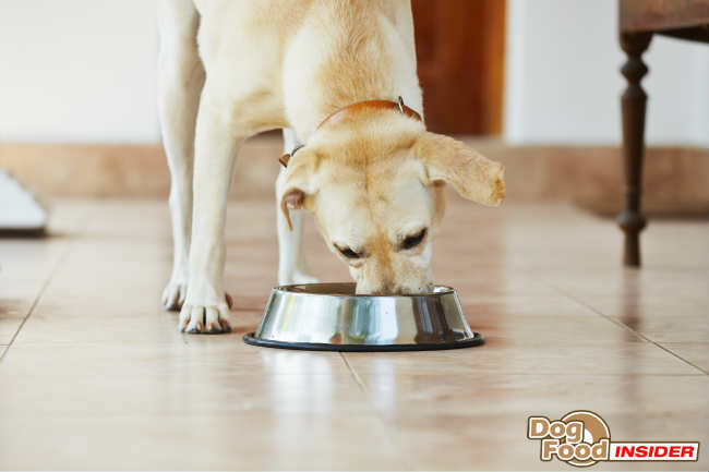 Nutritional supplements for pregnant dogs
