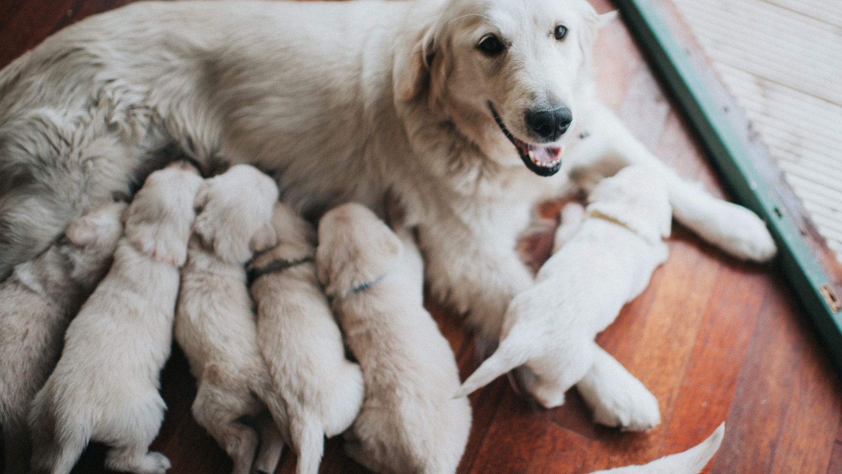 Instructions on how to help a dog give birth to help the puppy's mother