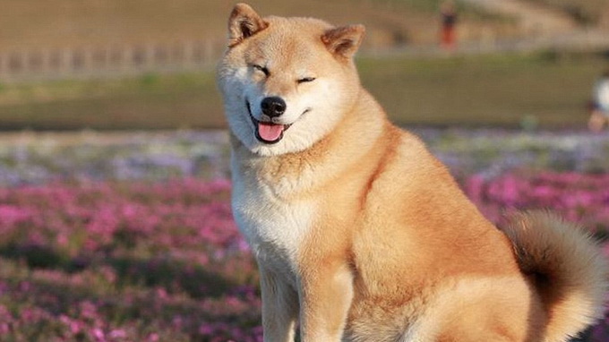 Classification of Shiba dogs