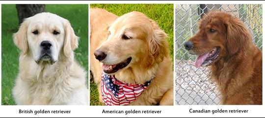 British Golden, American Golden and Canadian Golden