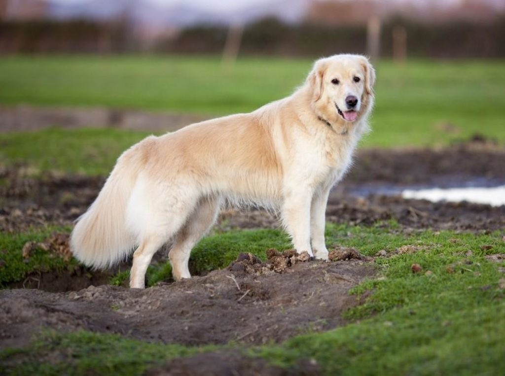 Golden Anh has a yellow or yellow coat that turns a little cream