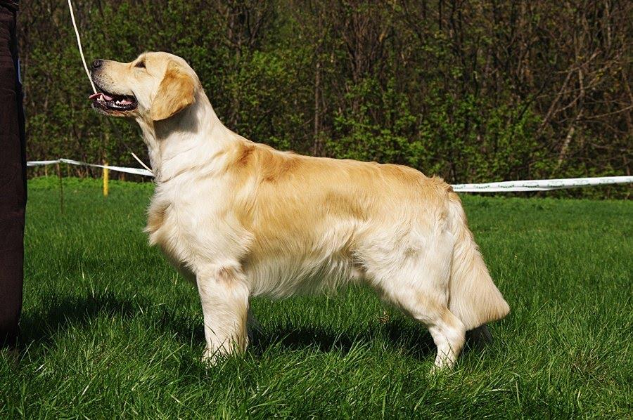 Golden Retriever is a breed of dog originating from Scotland, England