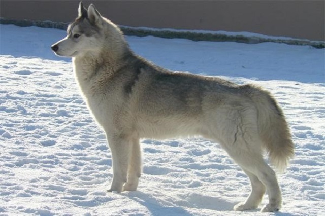 The Husky is a medium sized dog breed
