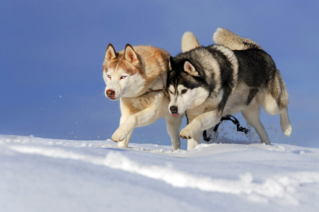 Husky's nose has a color that changes with coat color