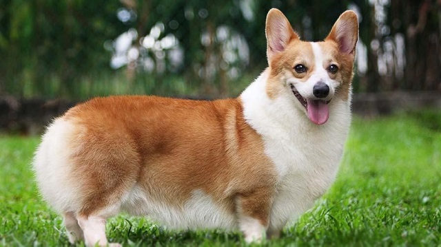 The Pembroke Welsh Corgi is a cross between the Cardigan Corgi and a dwarf dog