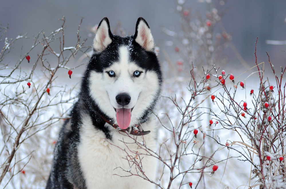 Husky dogs originate from the Northeast Siberia region of Russia