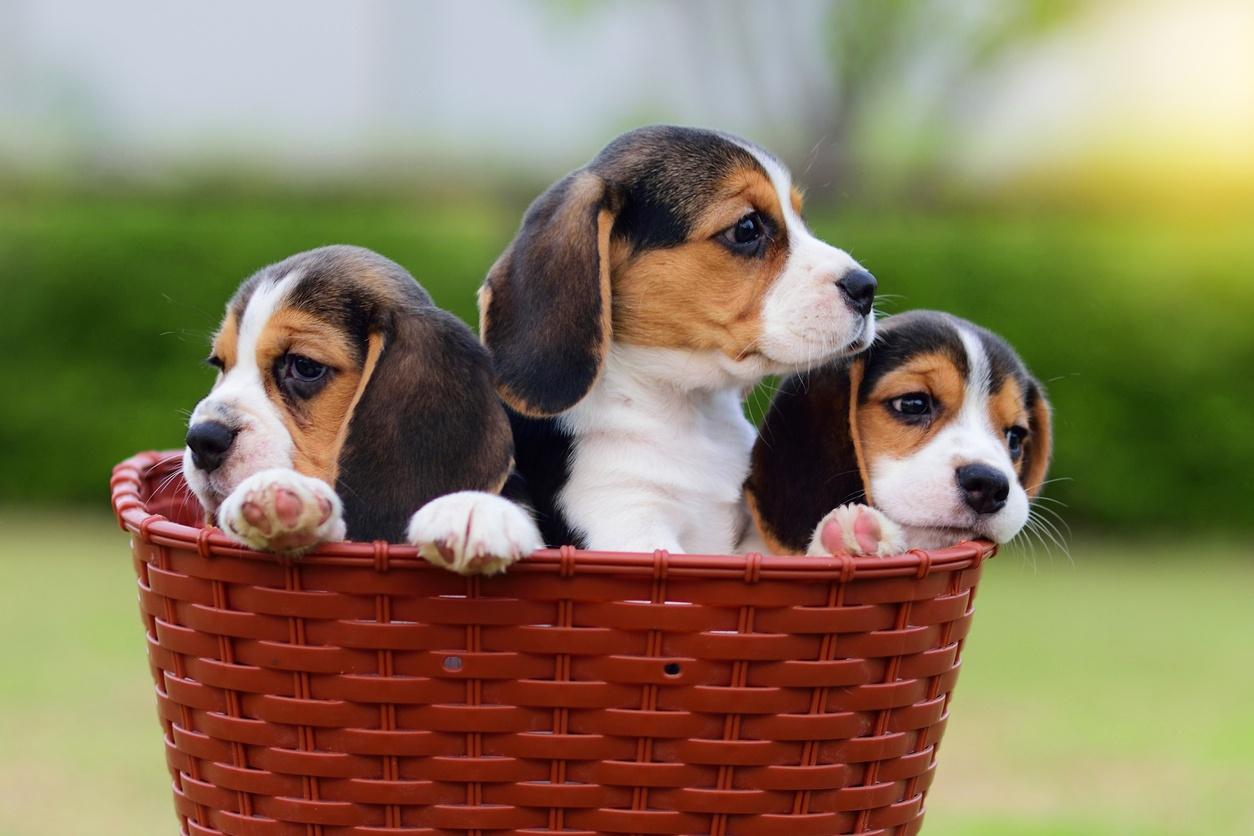 The average lifespan of a Beagle dog is usually 12 to 15 years