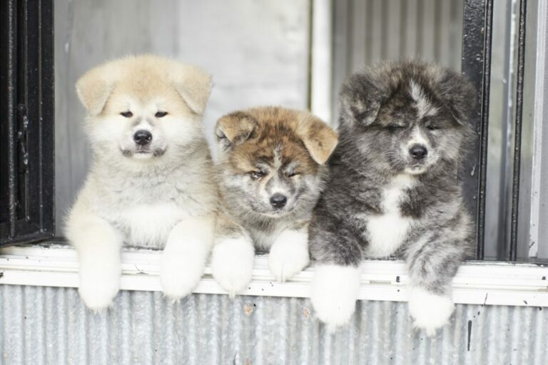 The Origin, Characteristics And How To Raise Akita Dogs - DogForms