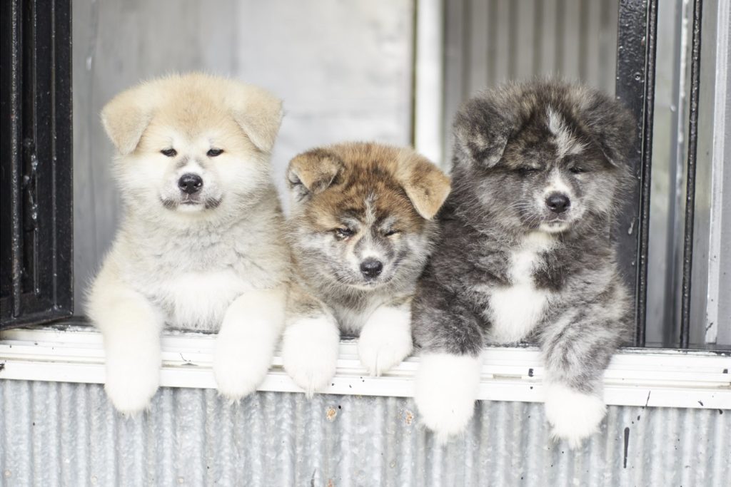 Classification of Akita dogs