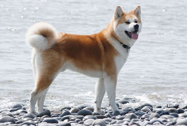 Origin of Akita dog