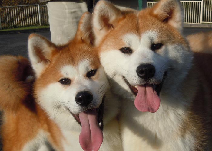 Characteristics of the Akita dog