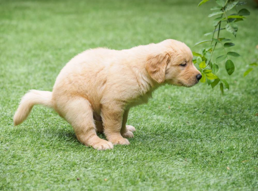 Why do pet dogs often go to the toilet indiscriminately?