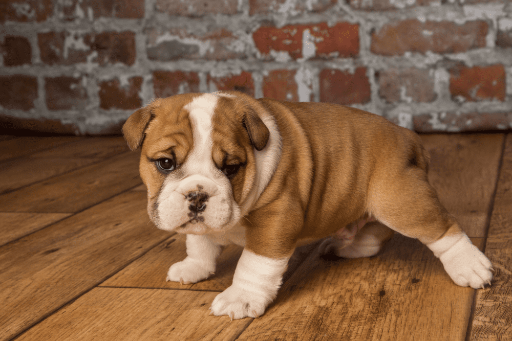 How to train a good dog Bully